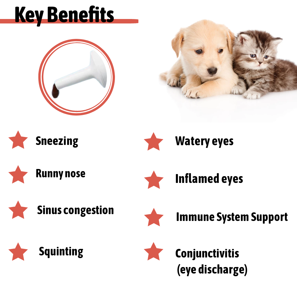 Excessive-High quality L-Lysine Gel Paste Hydrochloride Pet Complement for Relieving Watery Eyes in Pets